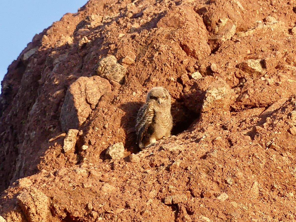 Great Horned Owl - ML620067605