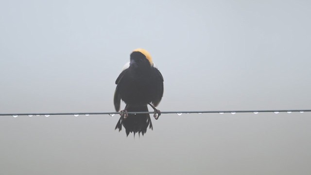 bobolink americký - ML620067606