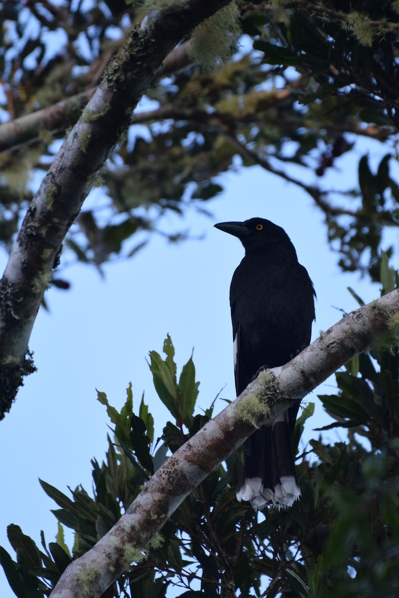 Pied Currawong - ML620067615