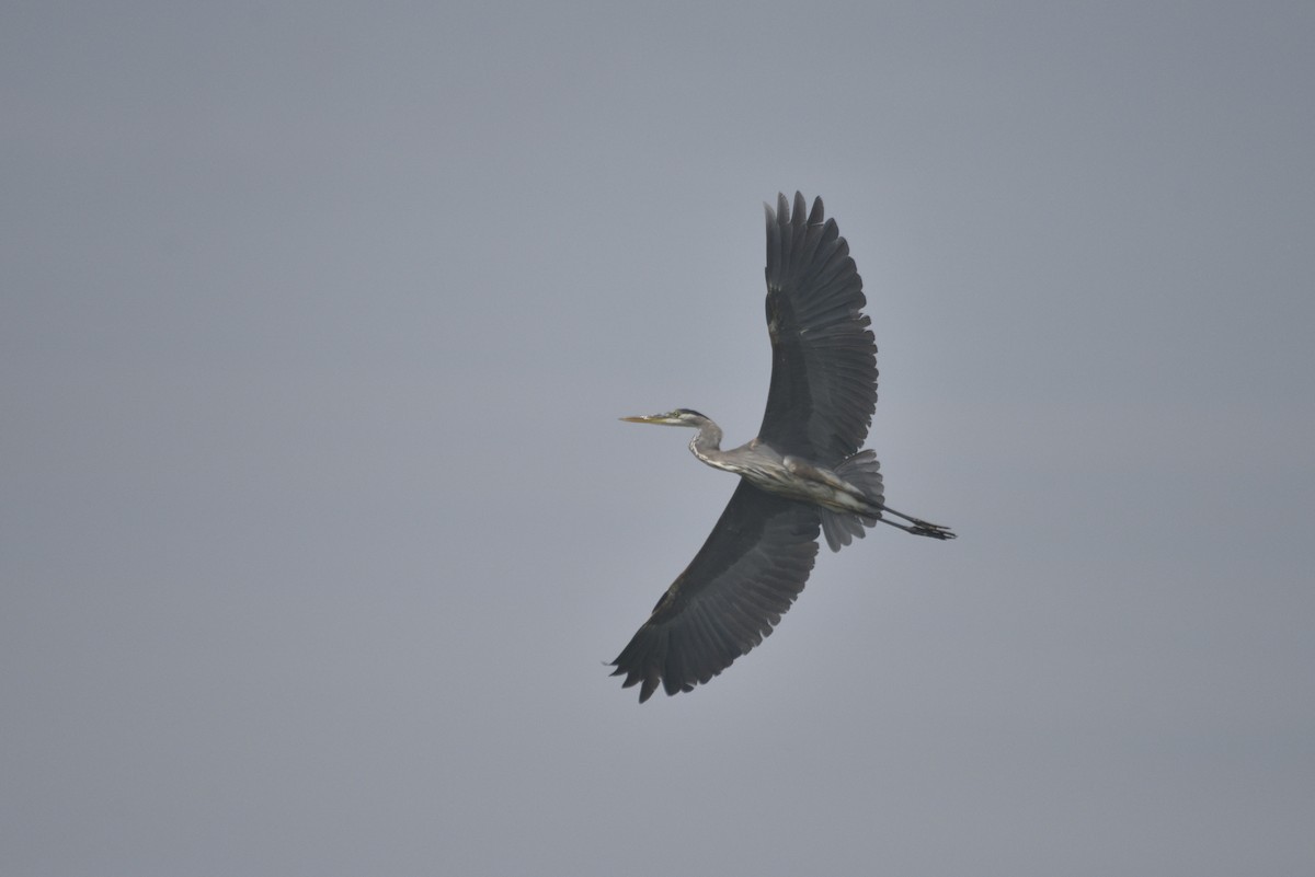 Great Blue Heron - ML620067621