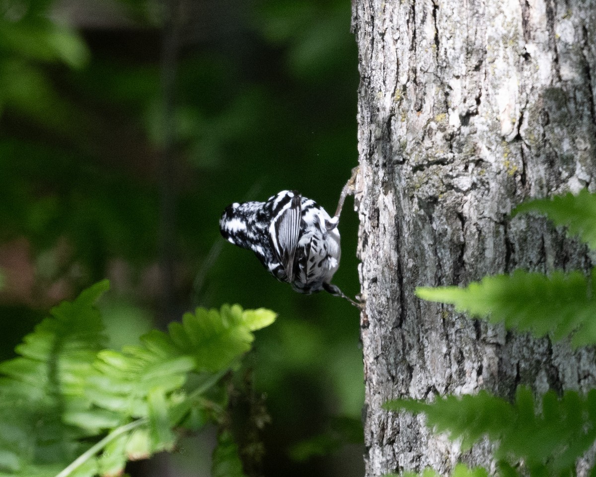 Black-and-white Warbler - ML620067634