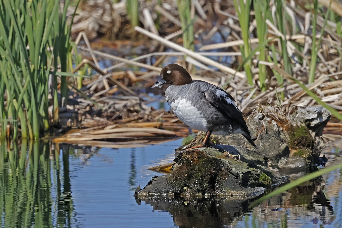 Common Goldeneye - ML620067643