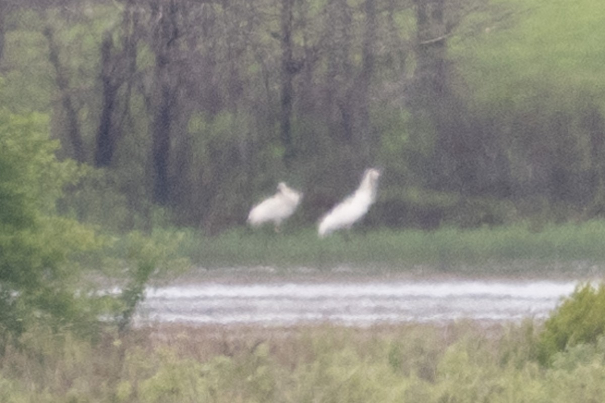 Whooping Crane - ML620067656