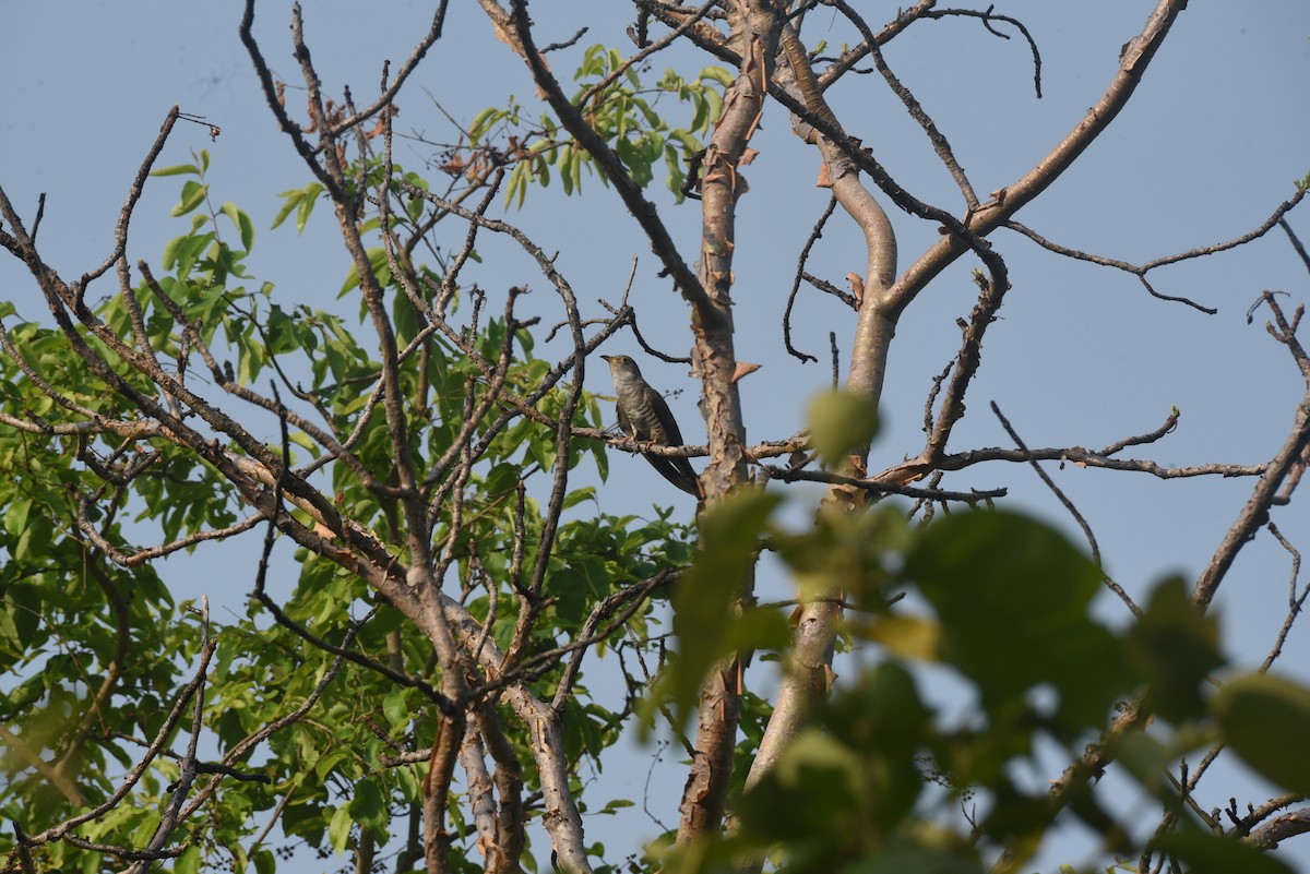 Indian Cuckoo - ML620067657