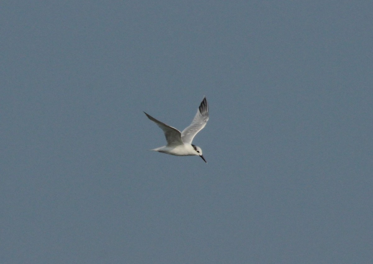 白嘴端燕鷗 - ML620067659