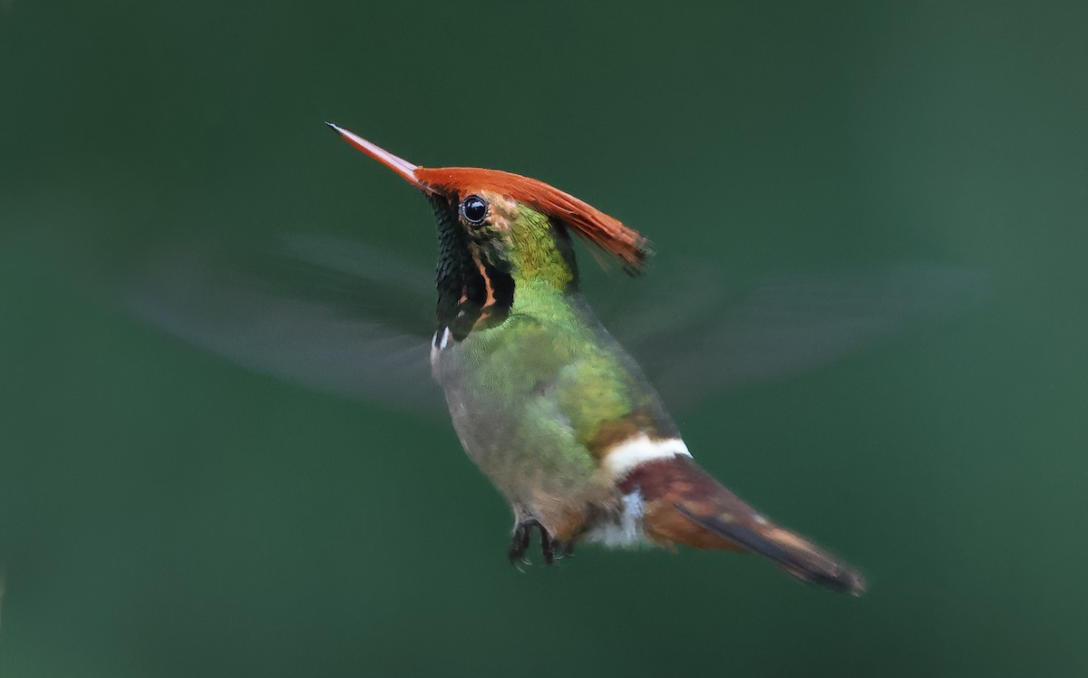 Rufous-crested Coquette - Ad Konings