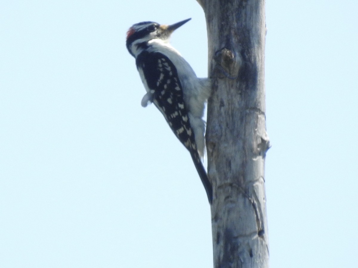 Hairy Woodpecker - ML620067709