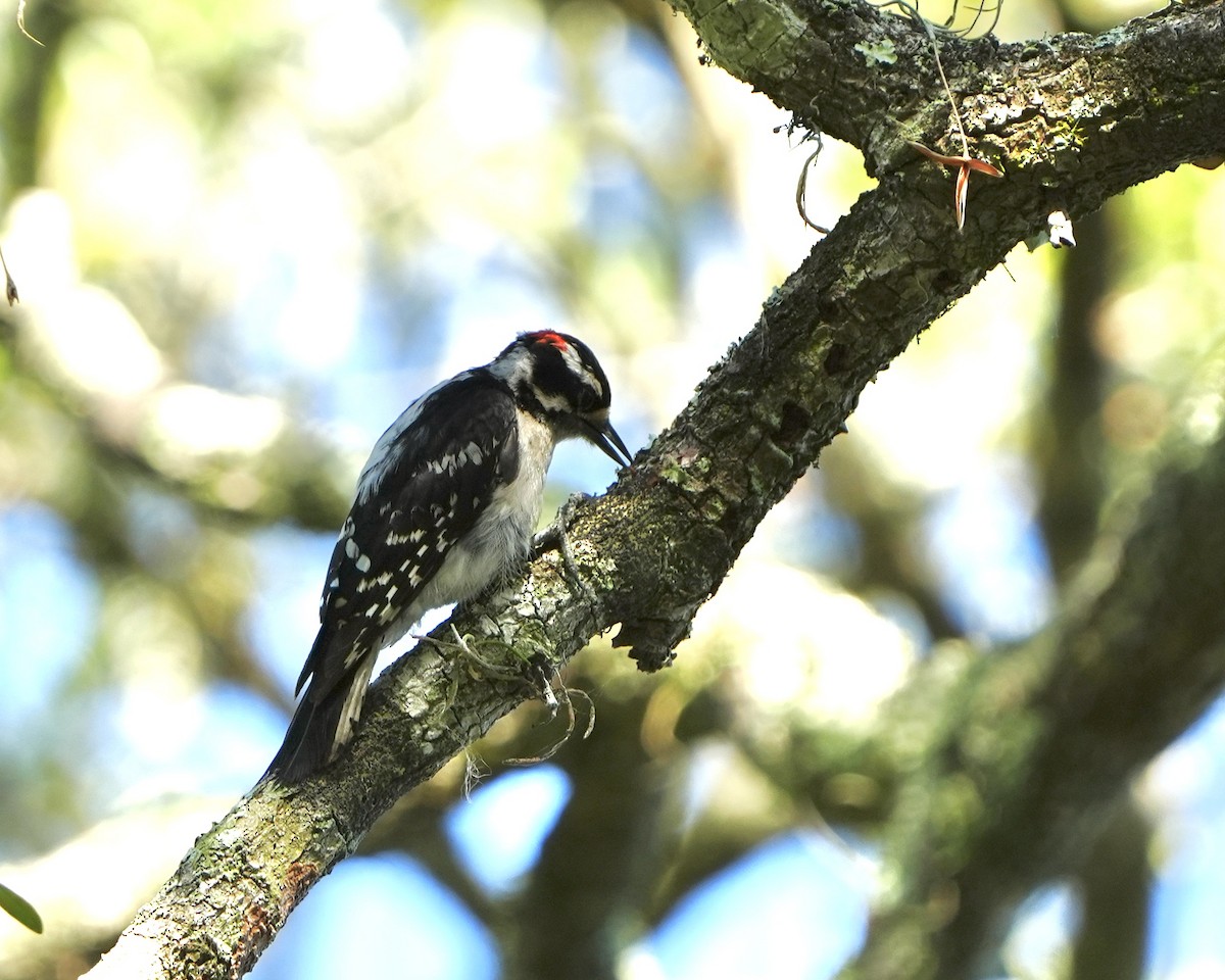 Downy Woodpecker - ML620067714