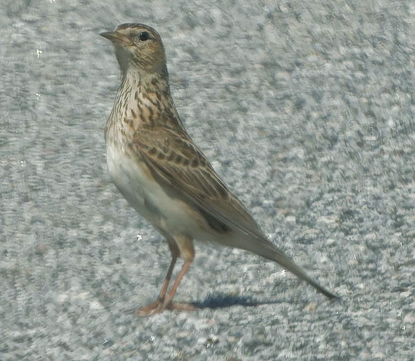Meadow Pipit - ML620067726