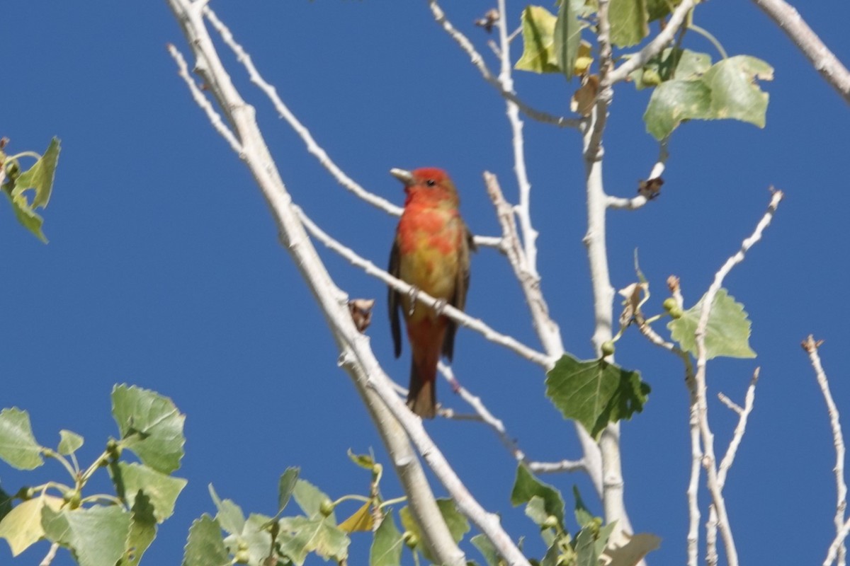 Summer Tanager - ML620067743