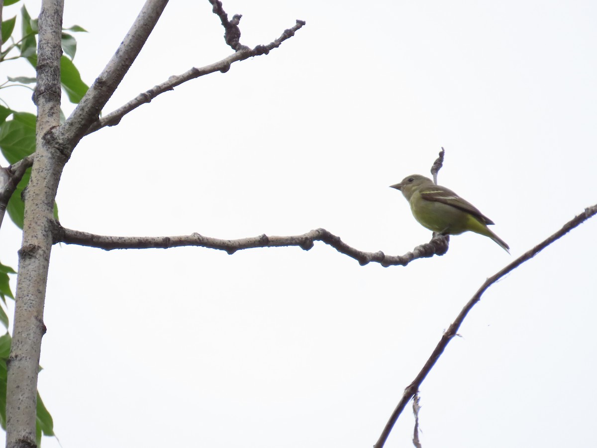 Western Tanager - ML620067744