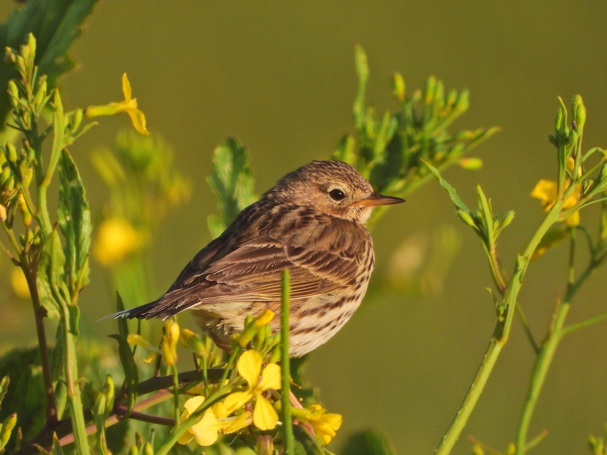 Meadow Pipit - ML620067761