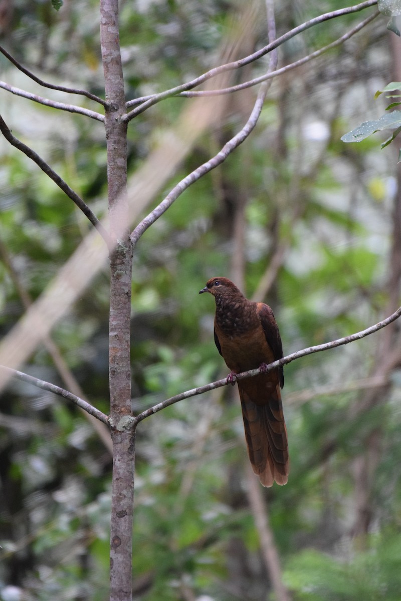 Brown Cuckoo-Dove - ML620067776