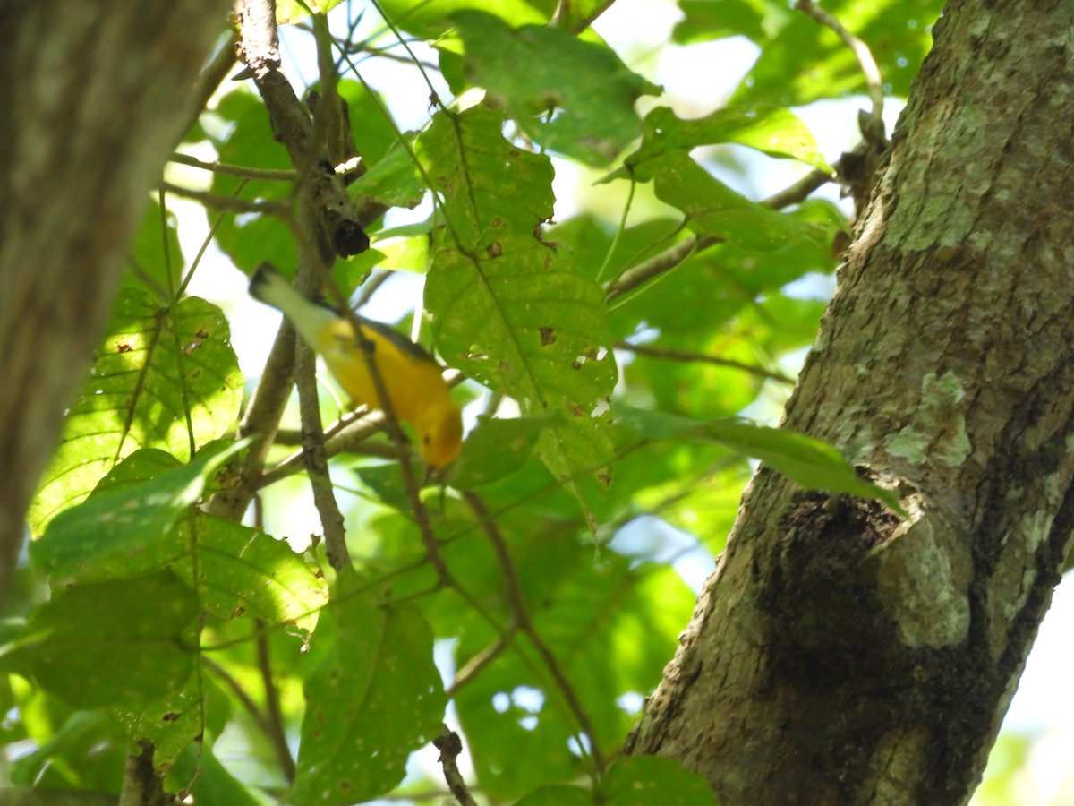 Prothonotary Warbler - ML620067793