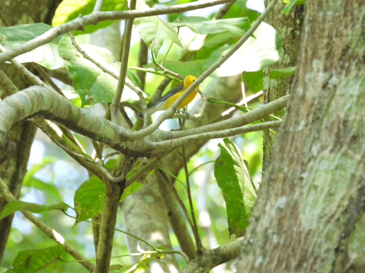Prothonotary Warbler - ML620067794