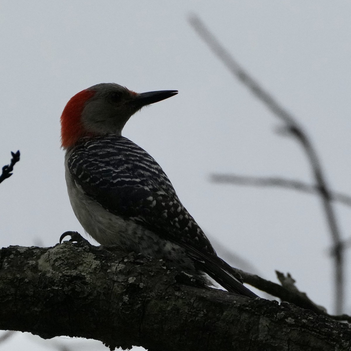 Red-bellied Woodpecker - ML620067799