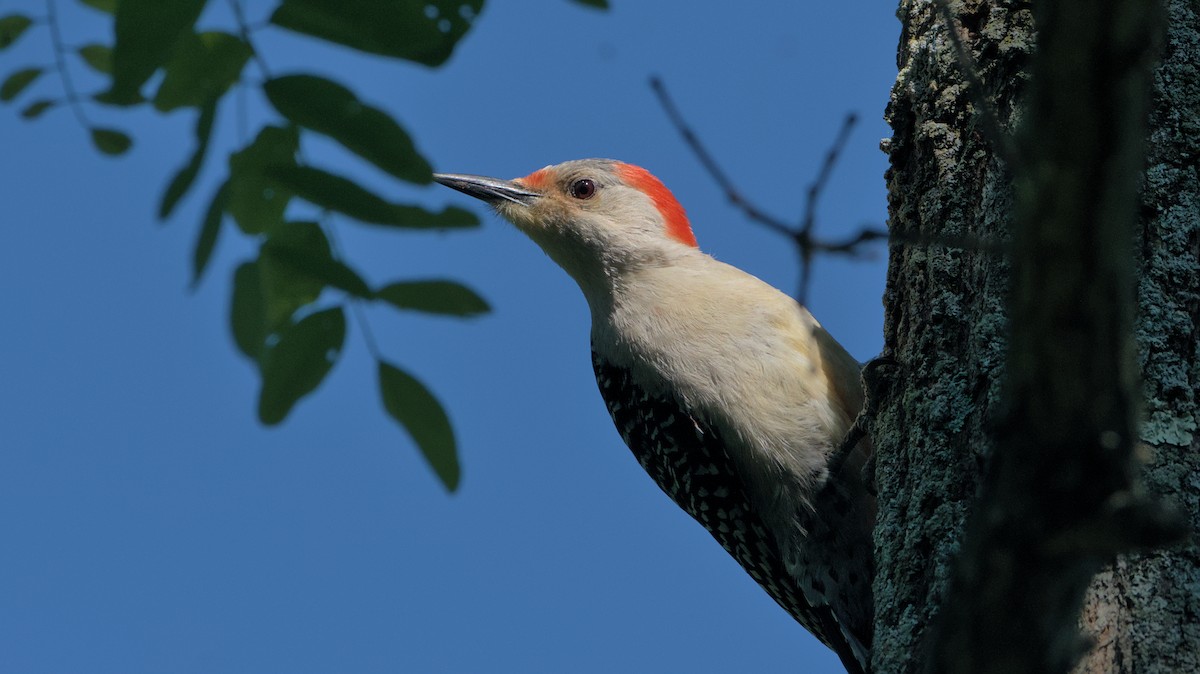 Red-bellied Woodpecker - ML620067805