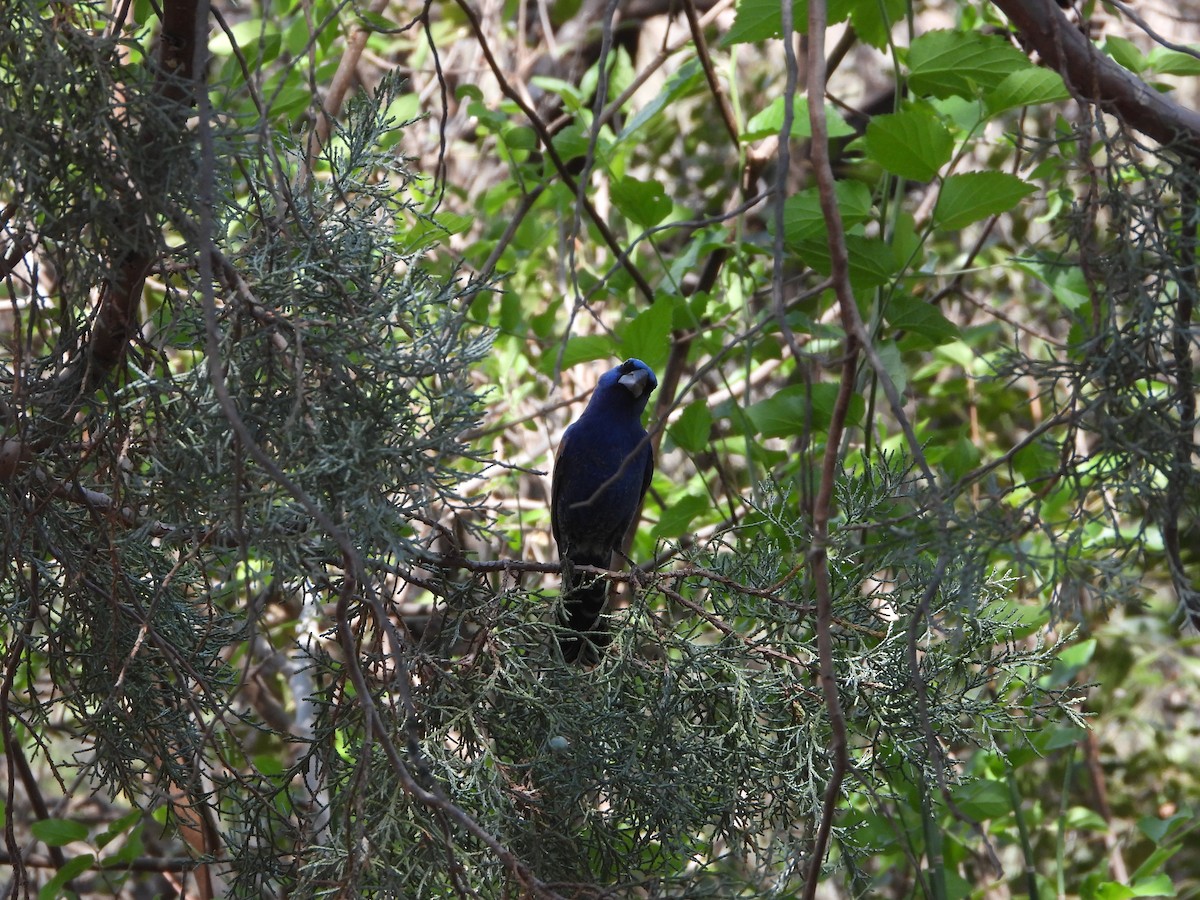 Blue Grosbeak - ML620067820