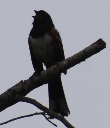 Spotted Towhee - ML620067826