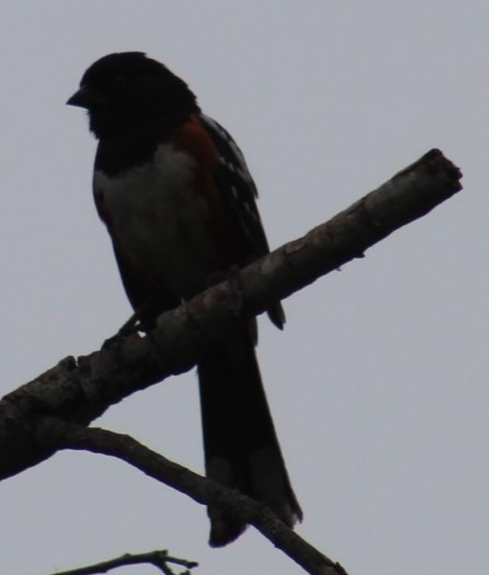 Spotted Towhee - ML620067827