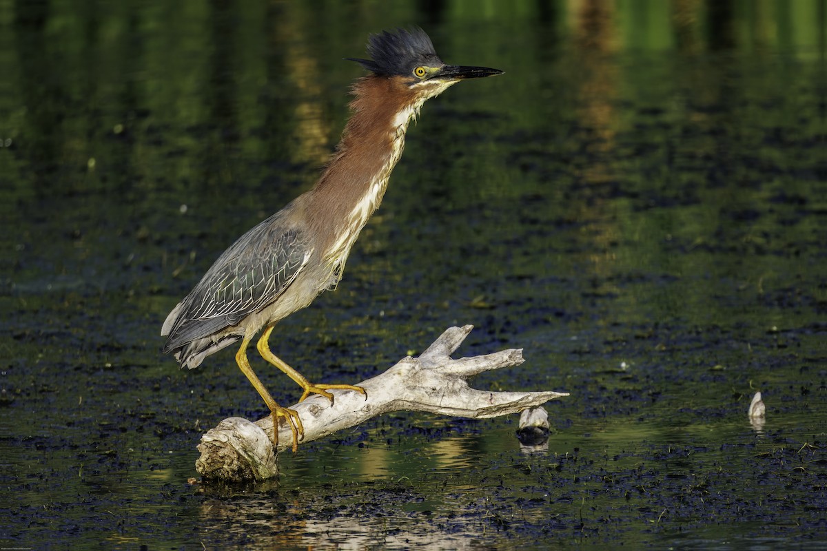 Green Heron - ML620067874