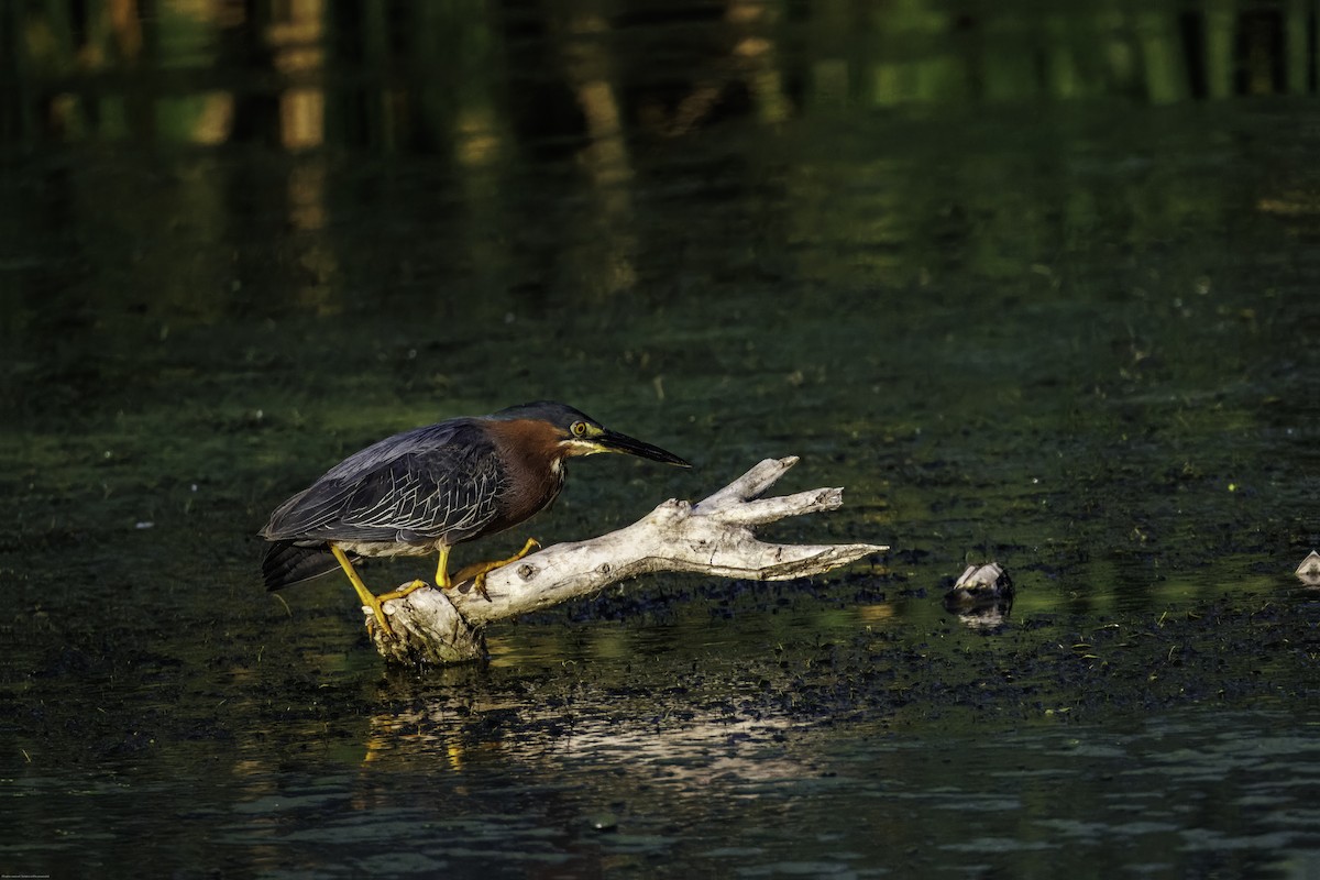 Green Heron - ML620067876