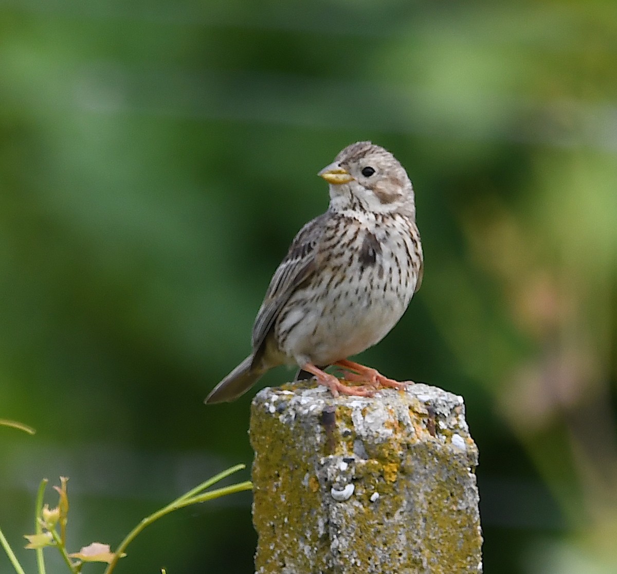 Corn Bunting - ML620067877