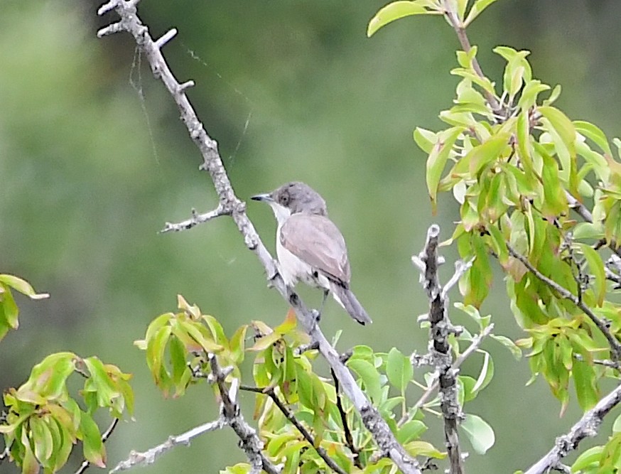 Eastern Orphean Warbler - ML620067911