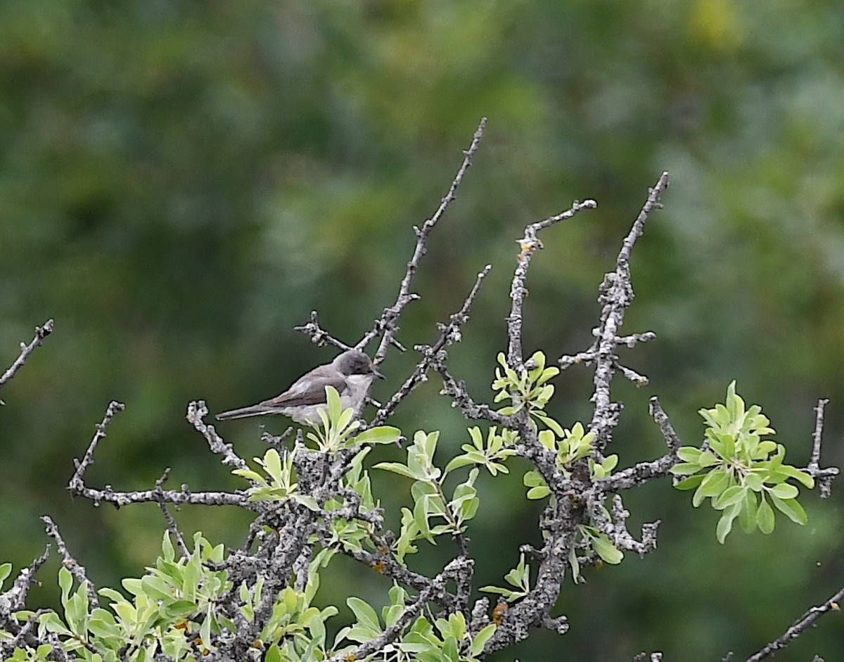 Eastern Orphean Warbler - ML620067912