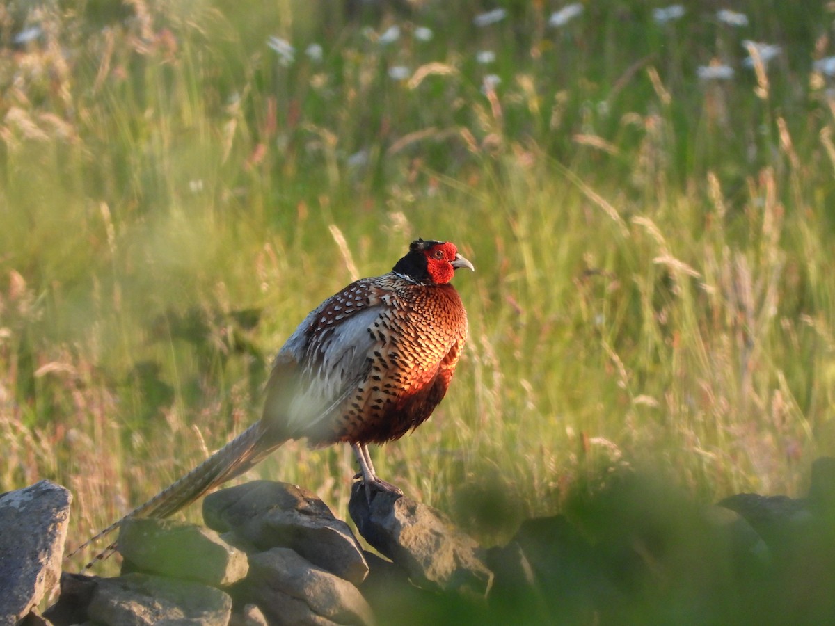 Ring-necked Pheasant - ML620067920