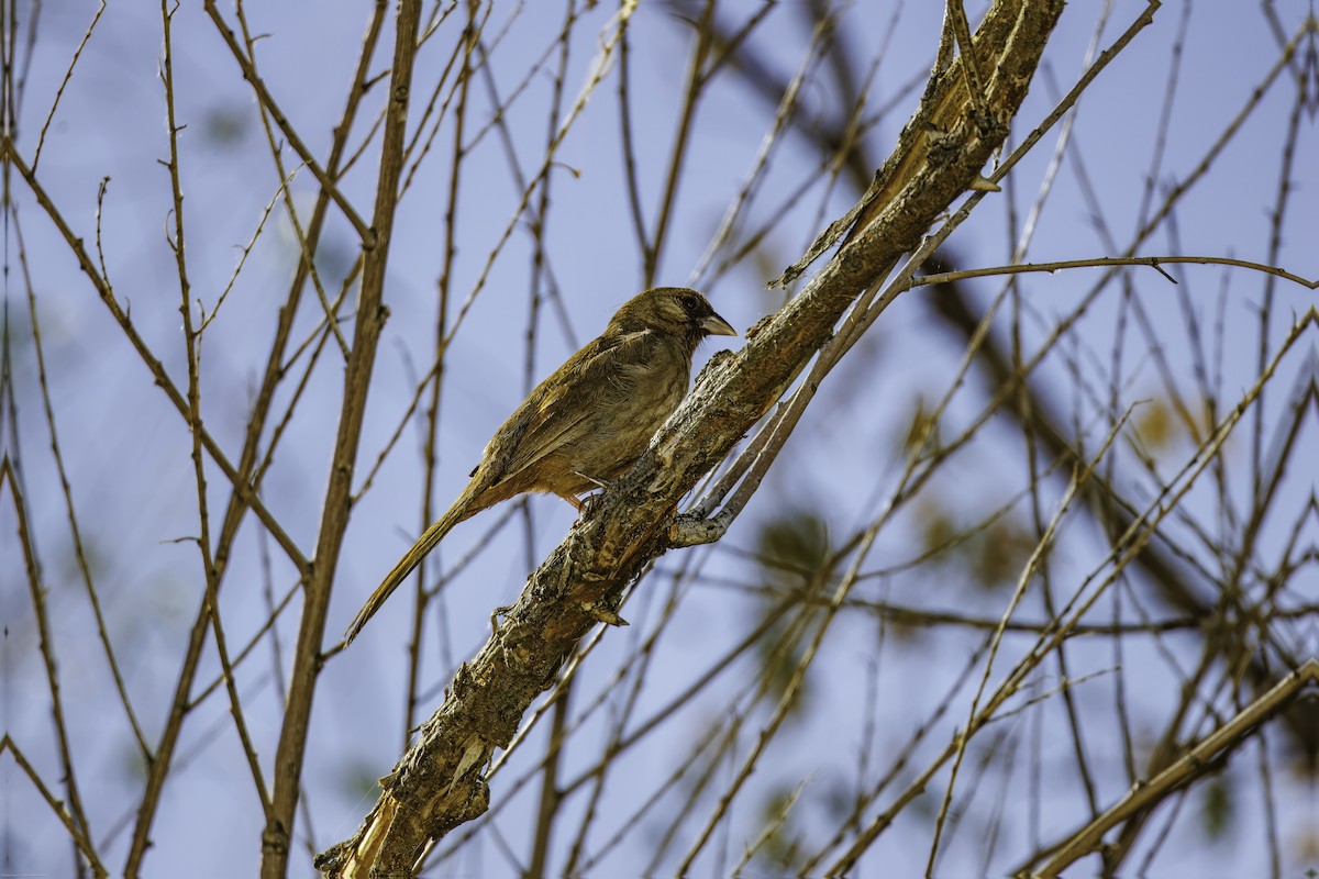 Abert's Towhee - ML620067930