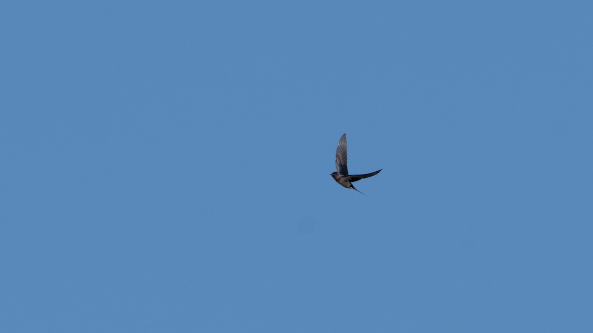 Barn Swallow - ML620067957