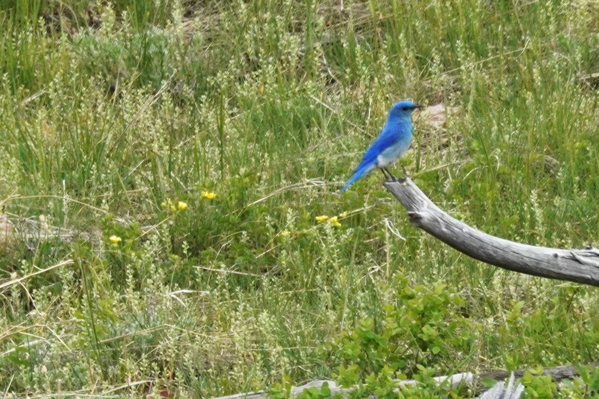 Mountain Bluebird - ML620067984