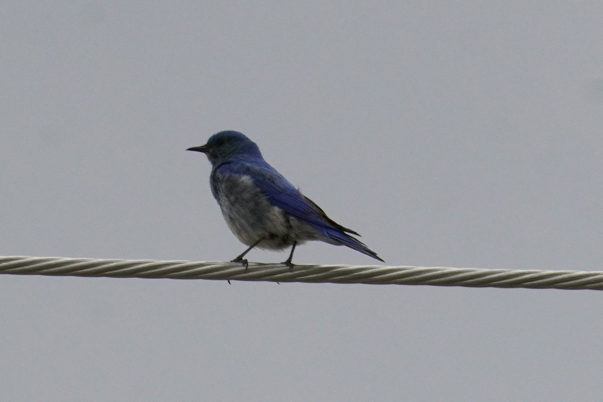 Mountain Bluebird - ML620067986