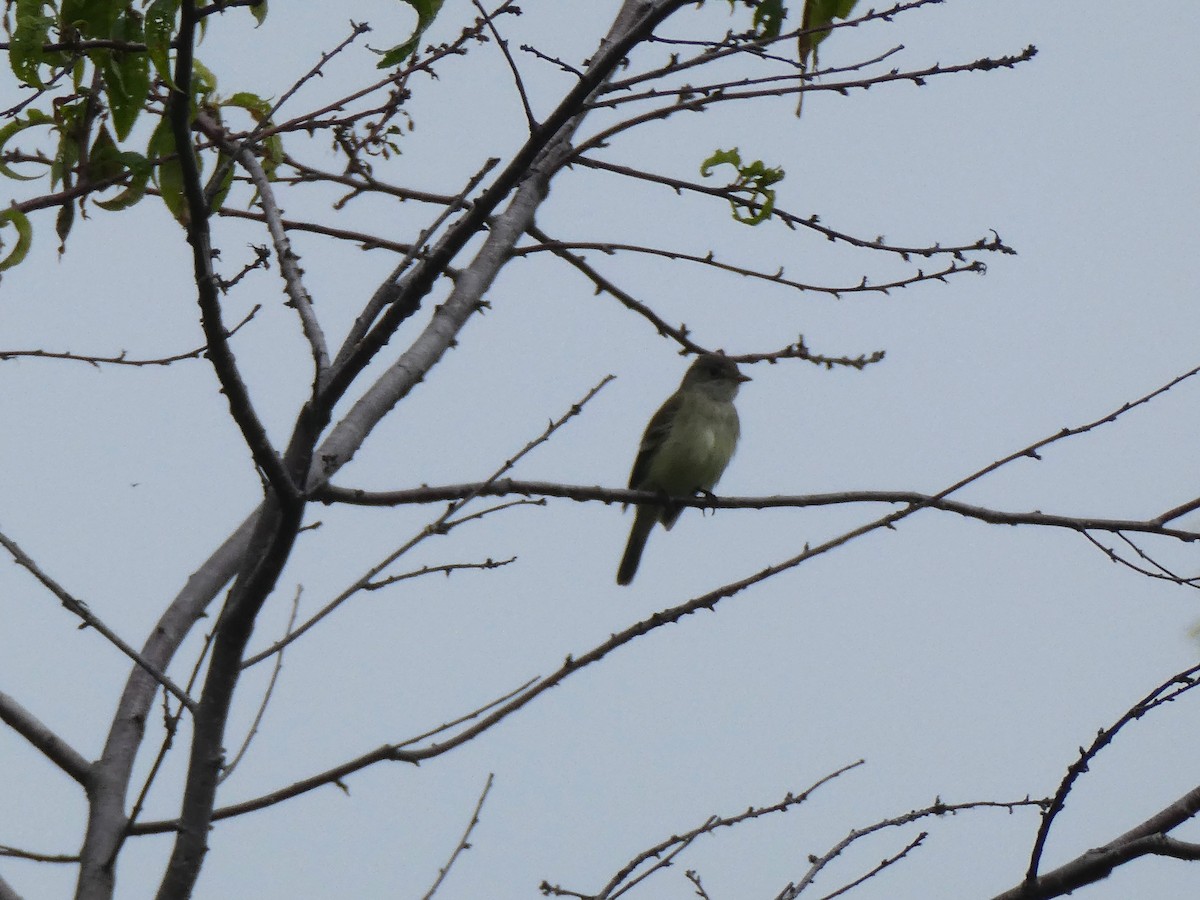 Willow Flycatcher - ML620068008