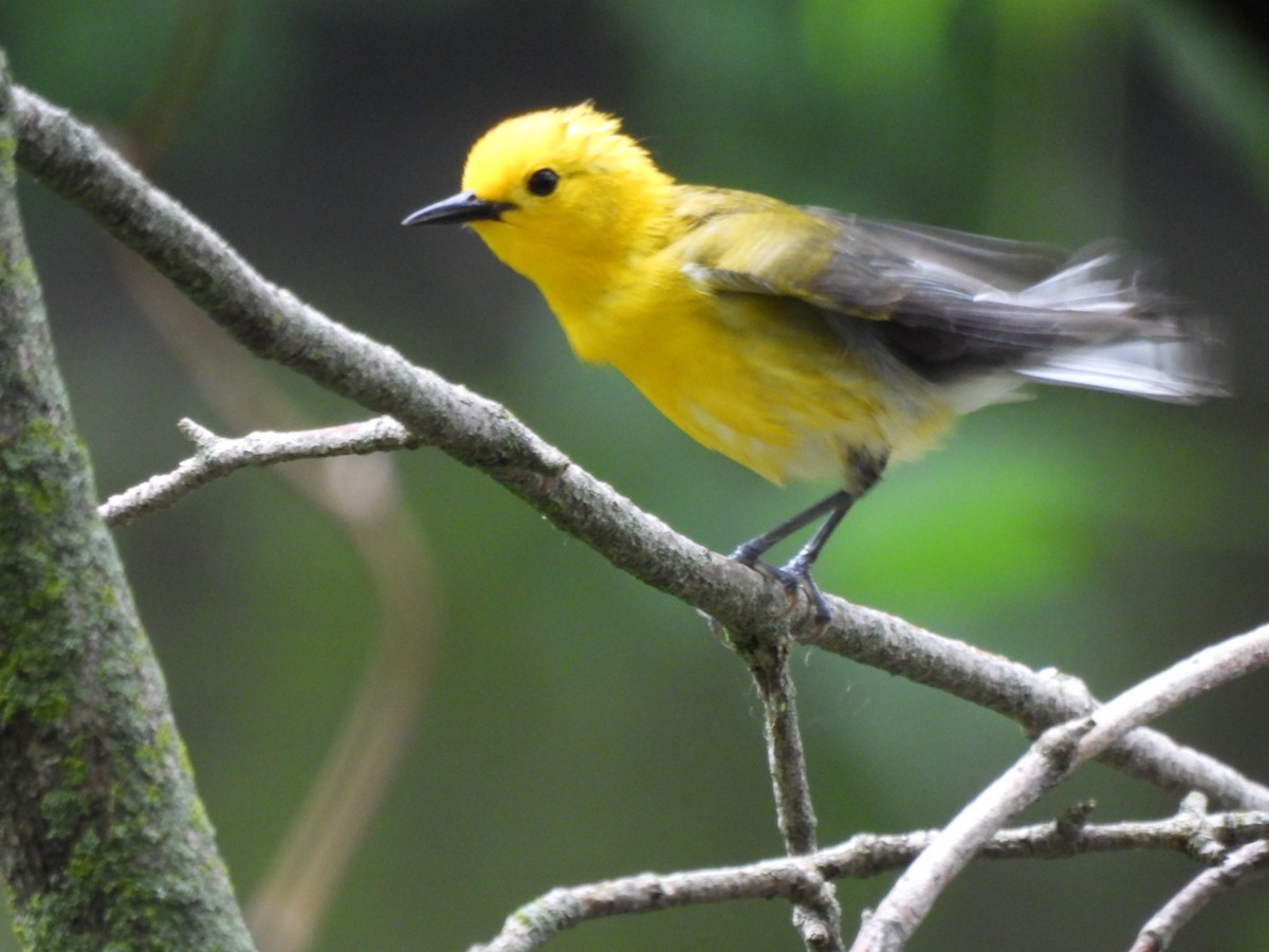 Prothonotary Warbler - ML620068016