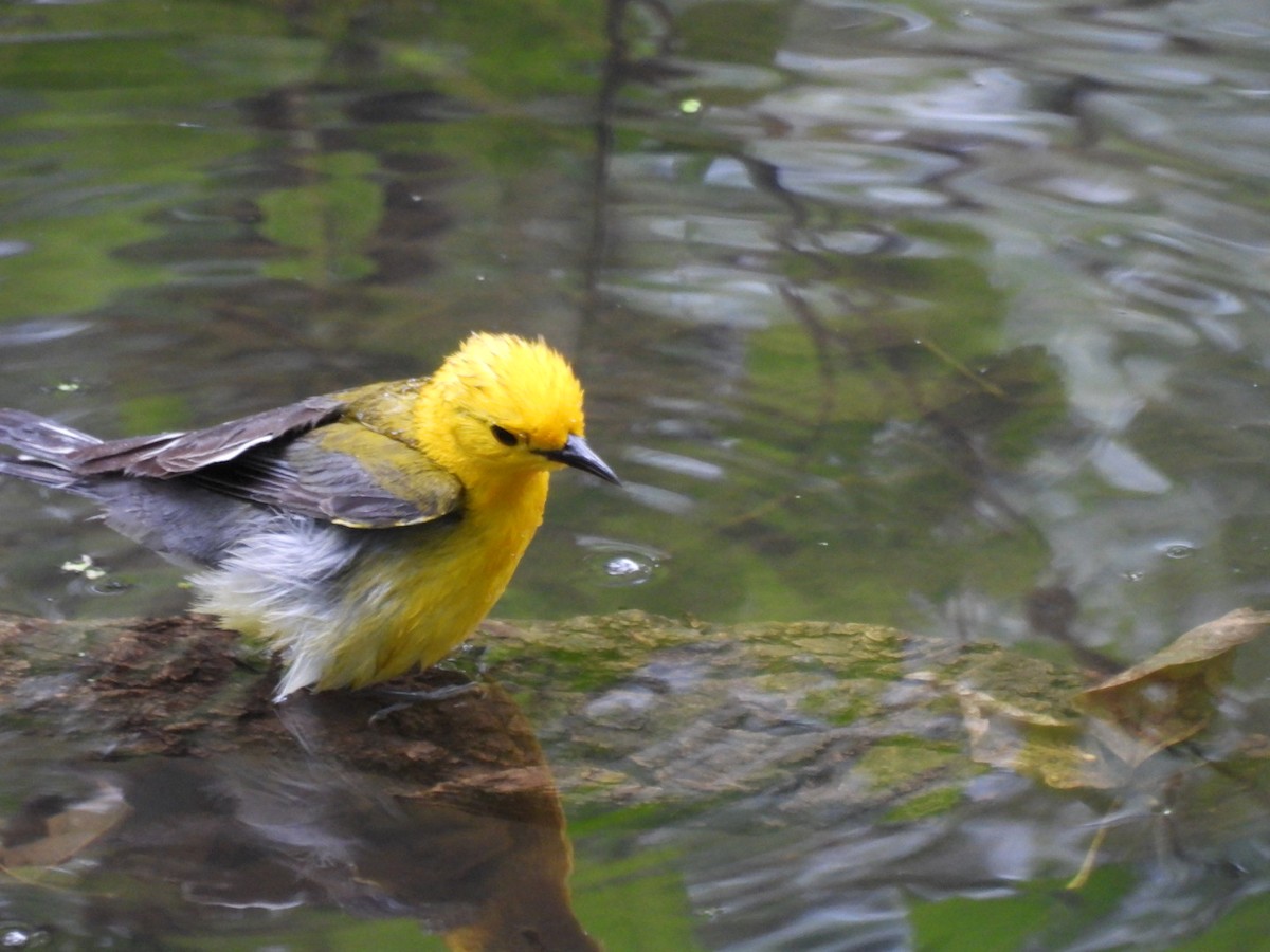 Prothonotary Warbler - ML620068017