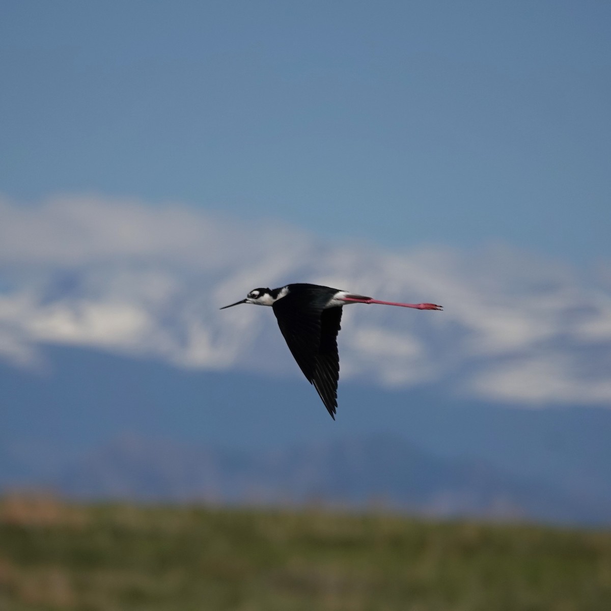 Black-necked Stilt - ML620068024