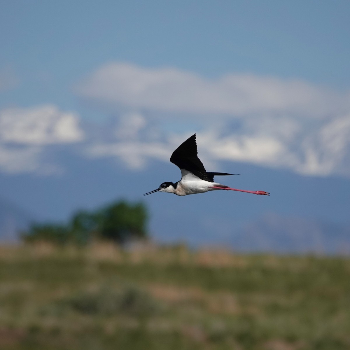 Black-necked Stilt - ML620068025