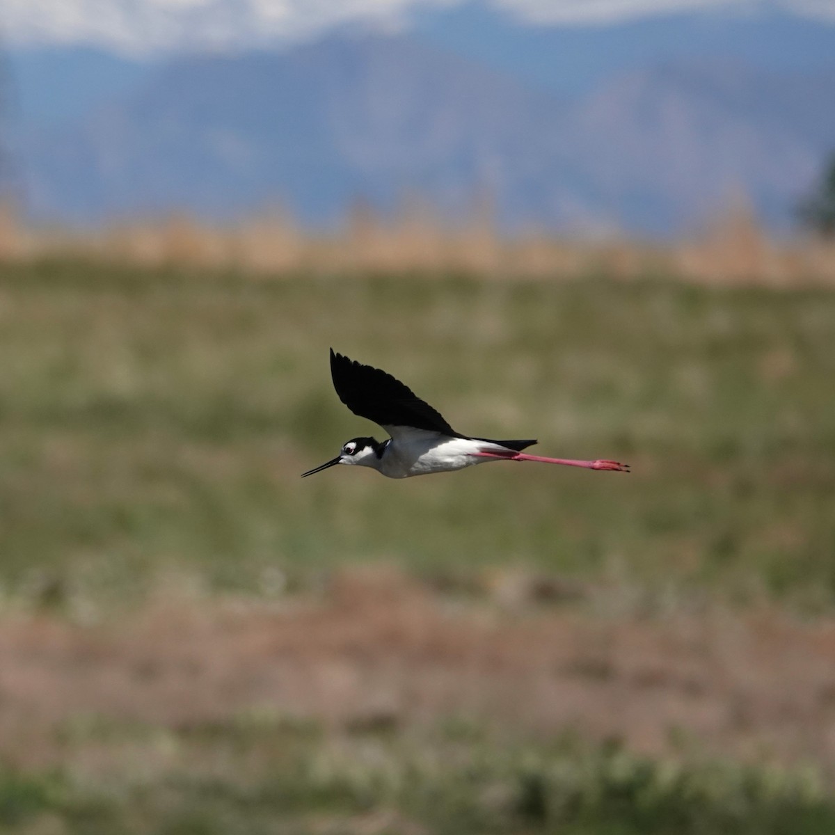 Black-necked Stilt - ML620068026