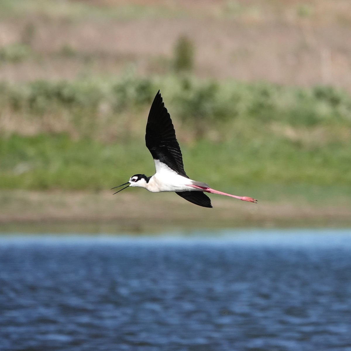 Black-necked Stilt - ML620068027