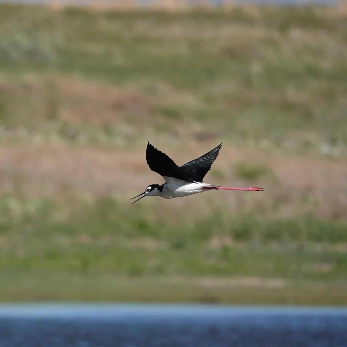 Black-necked Stilt - ML620068028