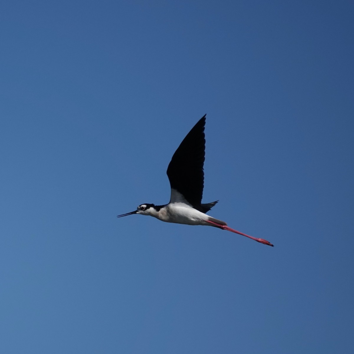 Black-necked Stilt - ML620068030