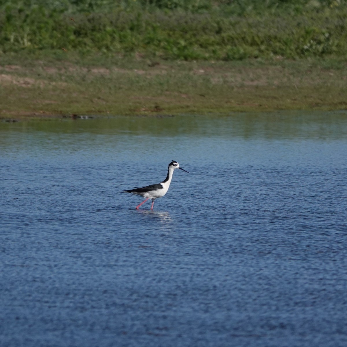 Black-necked Stilt - ML620068031