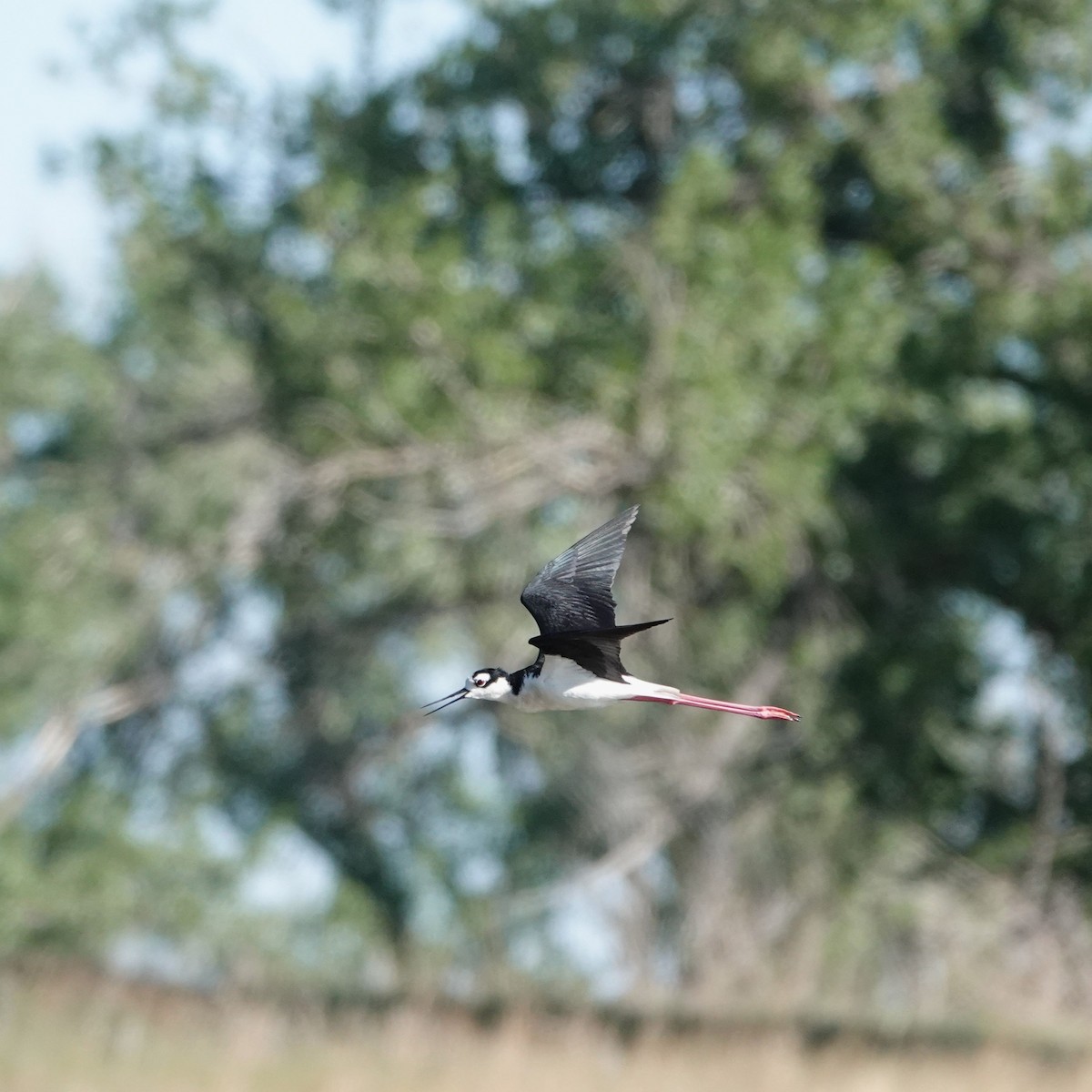 Black-necked Stilt - ML620068032