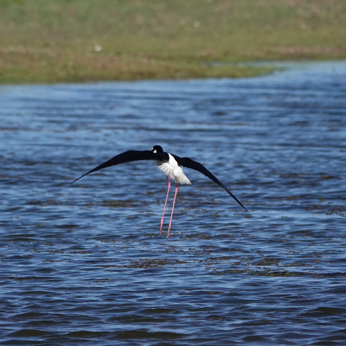 Black-necked Stilt - ML620068035