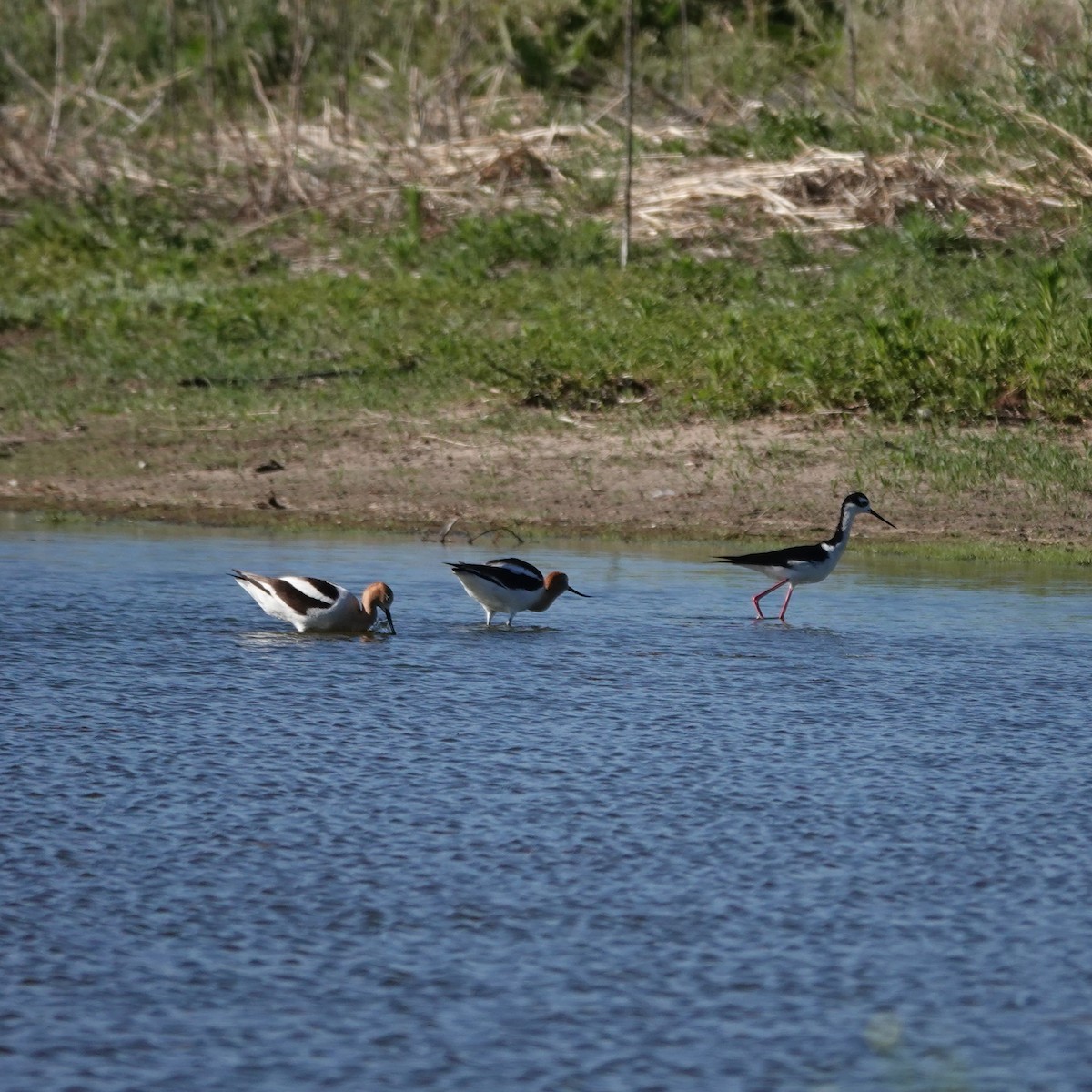 Black-necked Stilt - ML620068037