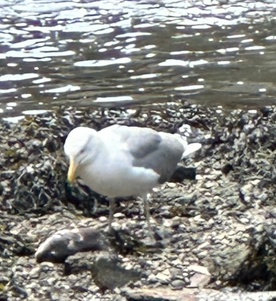 Herring Gull - ML620068039