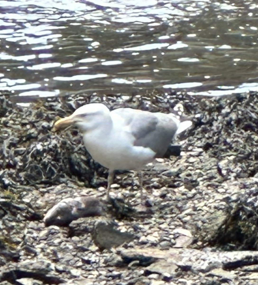 Herring Gull - ML620068040