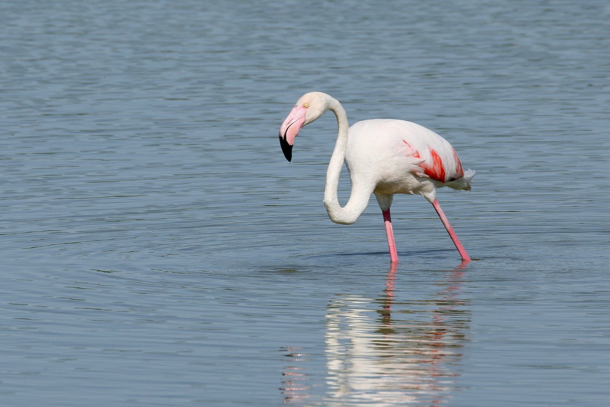 Greater Flamingo - ML620068041